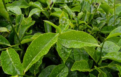What Makes Tea Notes Distinctive Within Contemporary Fragrance Compositions