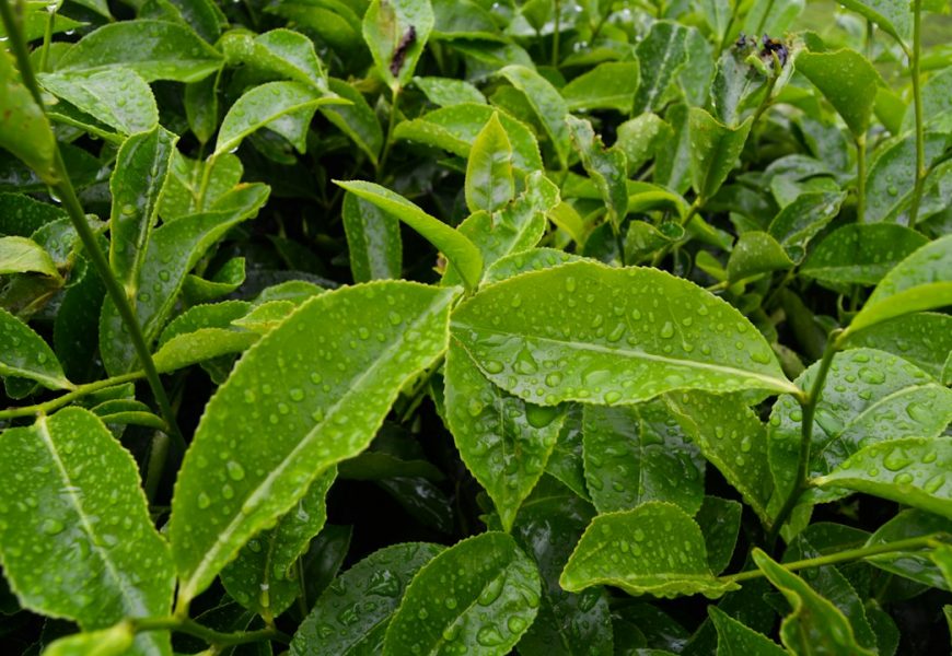 What Makes Tea Notes Distinctive Within Contemporary Fragrance Compositions